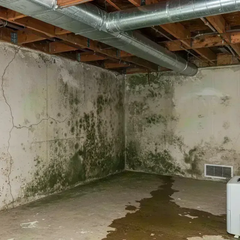 Professional Mold Removal in Caseyville, IL